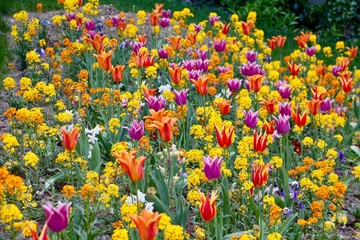 parterre de fleur au printemps composé de tulipes avec des couleurs chaudes et intenses (rouge, orange, jaune et violet) avec un léger bokeh sur l'arrière plan 