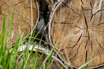  View of the ends of sawn birch logs lying on top of each other behind green blades of grass. The tree is harvested as firewood. Contrast of dead wood and vibrant green grass. Natural background.