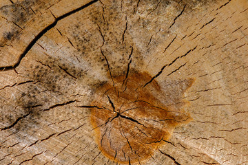 View of the surface of the end face of a sawn birch log dotted with cobwebs of cracks. The structure and cracks of dried wood create a unique pattern. Wood background.