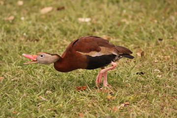 Black Bellied Whistling Duck_5965