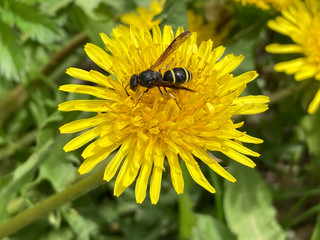 a bee on a dandelion in spring