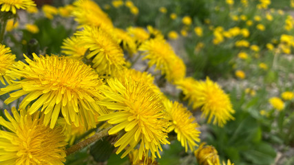 Dandelions in the meadow