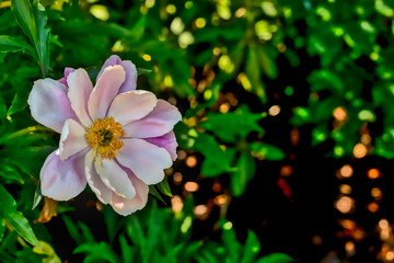 The picture shows a pink anemone in close-up. It originated in Pirmasens, Germany during the midday sun. The background is soft