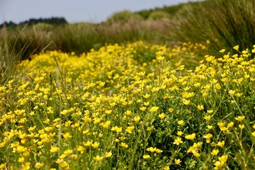 Parterre de bouton d'or en pleine nature illuminé par le soleil de l'été au milieu d'un champ de roseau dans le marais poitevin