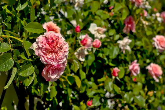 The picture shows a pink rose during the midday sun. It originated in Pirmasens, Germany.