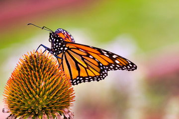 Extreme close-up of a Monarch butterfly resting and feeding on a colorful purple bloom.