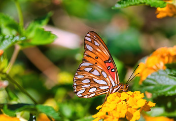 Extreme close-up of a Gulf Fritillary butterfly feeding on a bright yellow flower.