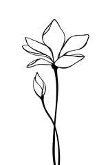 Magnolia flower contour drawing. Vector black and white line art illustration.