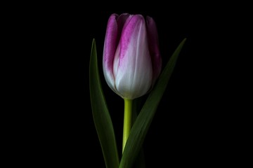 Stand Alone Tulip