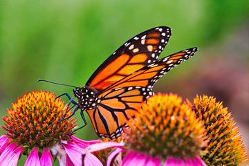 Extreme close-up of a Monarch butterfly resting and feeding on a colorful purple bloom.