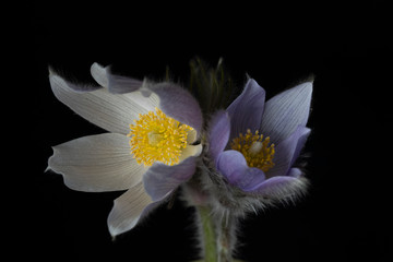 Prairie Crocuses / Pasque Flowers