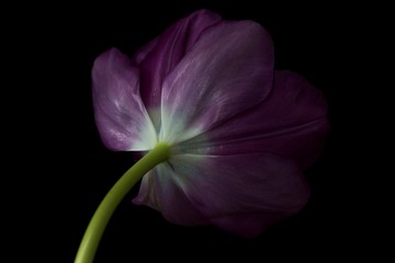 Purple Tulip