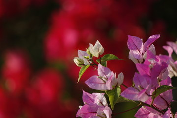 Fototapeta na wymiar Beautiful blosom bougainvillea glabra in colors