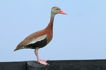Black Bellied Whistling Duck_9826