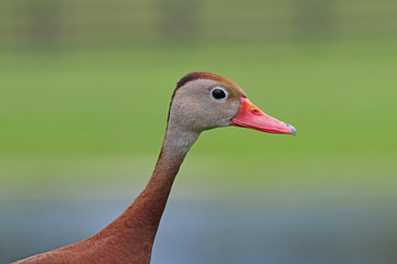 Black Bellied Whistling Ducks_9883