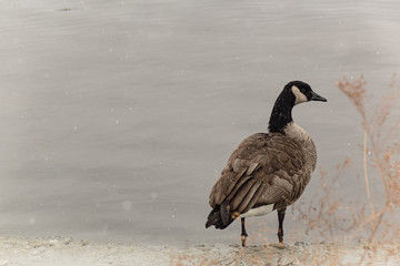 Winter Goose