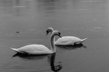 Swans b&w