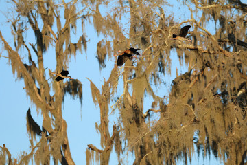 Black Bellied Whistling Ducks_2660