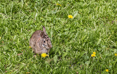 Rabbit in the Lawn