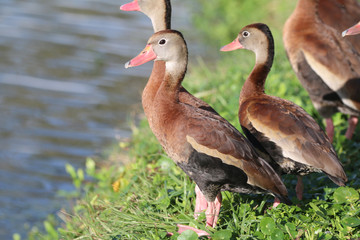 Black Bellied Whistling Ducks_3423