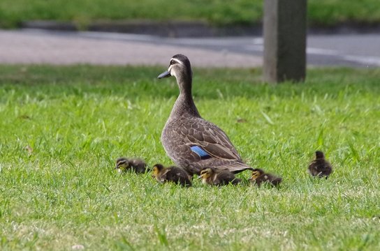 Duck And Brood Of Ducklings Walking In Grass