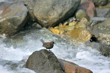 渓流のカワガラス（北海道・知床）