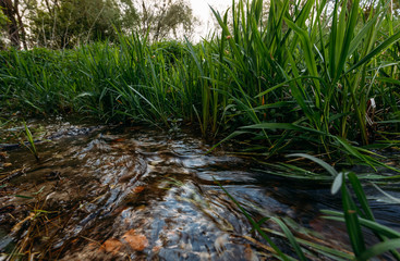 
fast flowing river on a background of young green grass