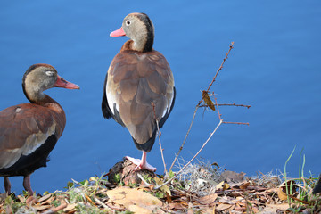 Black Bellied Whistling Ducks_1122
