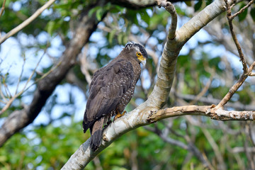 カンムリワシの成鳥（沖縄県・石垣島）