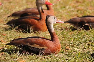 Black Bellied Whistling Ducks_1393