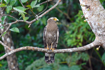 カンムリワシの成鳥（沖縄県・石垣島）