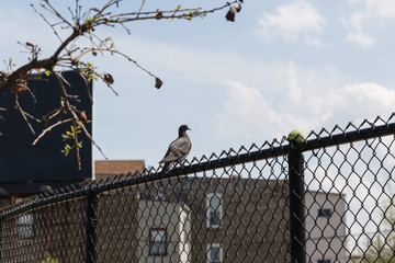 Bird on Fence