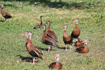 Black Bellied Whistling Ducks_1399