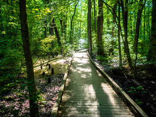 Fototapeta na wymiar boardwalk path in the forest in the national wildlife refugee in late spring