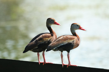 Black Bellied Whistling Ducks_3877