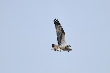 魚を捕らえたミサゴ（鹿児島県・出水市）