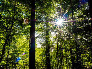 Fototapeta na wymiar forest in the national wildlife refugee in late spring with sun star