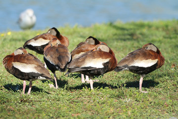 Black Bellied Whistling Ducks_5628