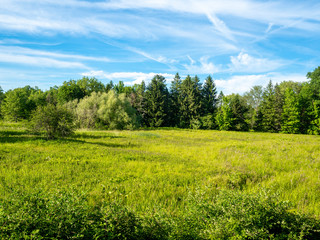 clearing in the woodland at the end of a late spring afternoon