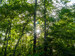 Obraz premium forest in the national wildlife refugee in late spring with sun star