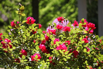 Fototapeta na wymiar red flowers in garden