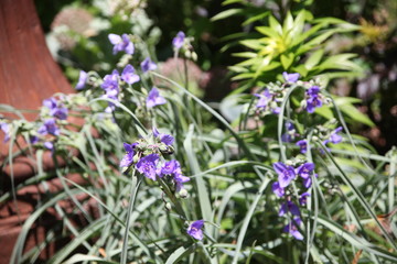 lavender flowers in the garden
