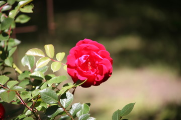 Obraz premium pink rose in garden