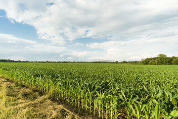 Cornfield