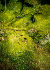 green mossy texture on the water of a lagoon