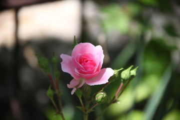 pink rose in garden