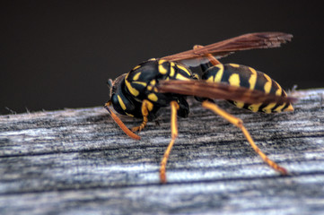 black and yellow wasp close up