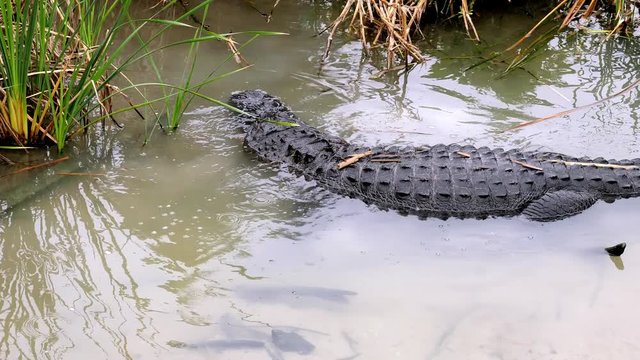 Closeup of an Alligator turning around slowly in swamp water. Footage shot at the Port Aransas Nature Preserve in Texas.