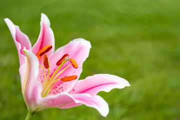 Close up of pink and white stargazer lily.