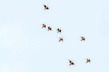 a group of pigeons flies in the sky